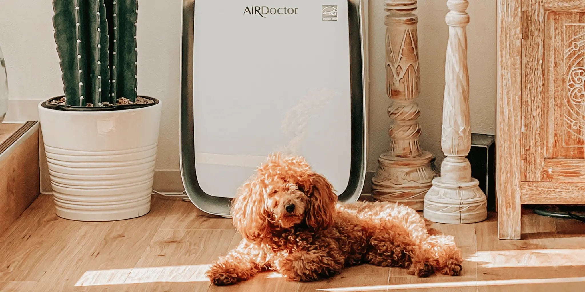 Small dog laying in the living room next to an airfilter