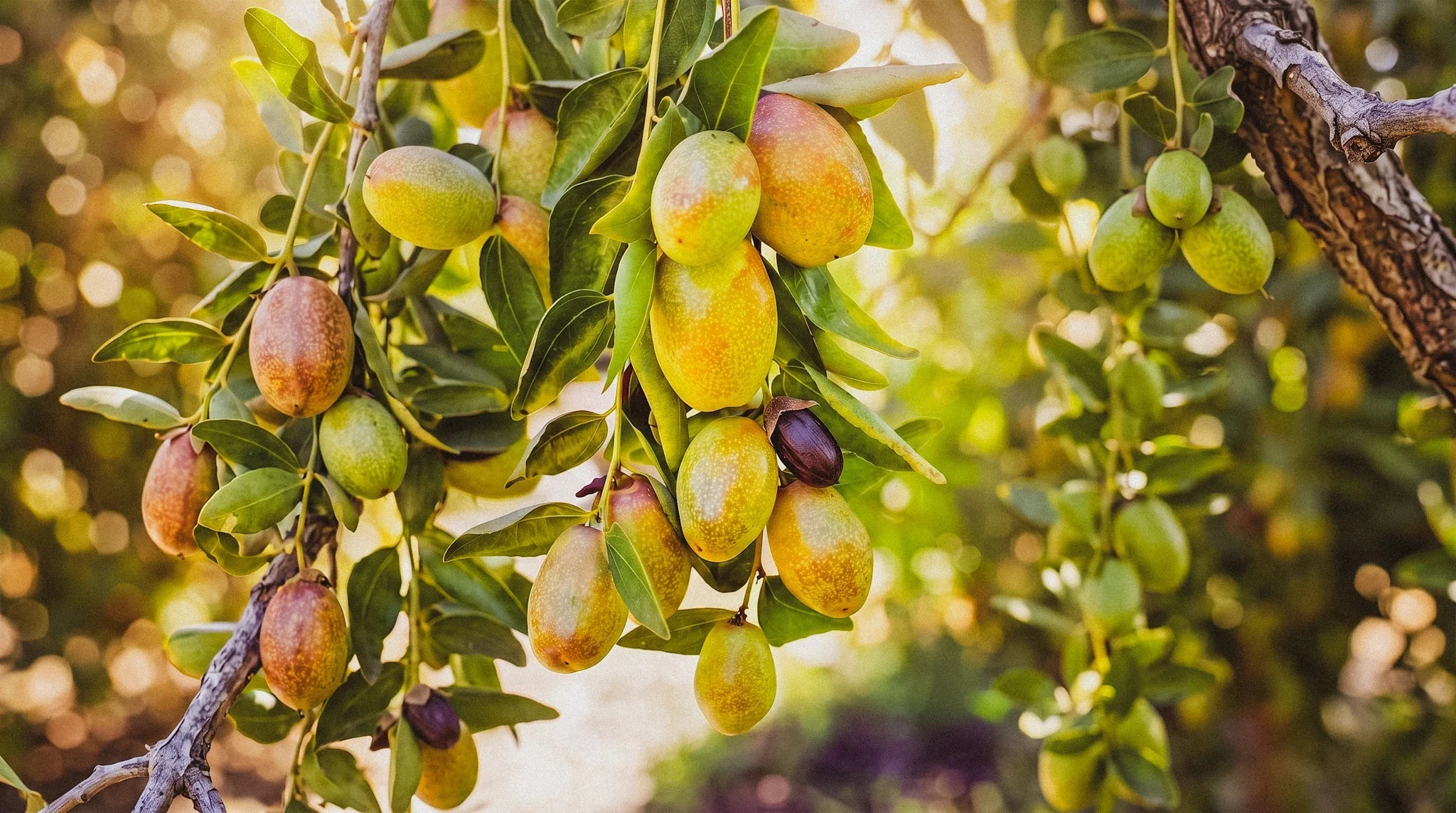 Jojoba seeds hanging on a tree in the dessert