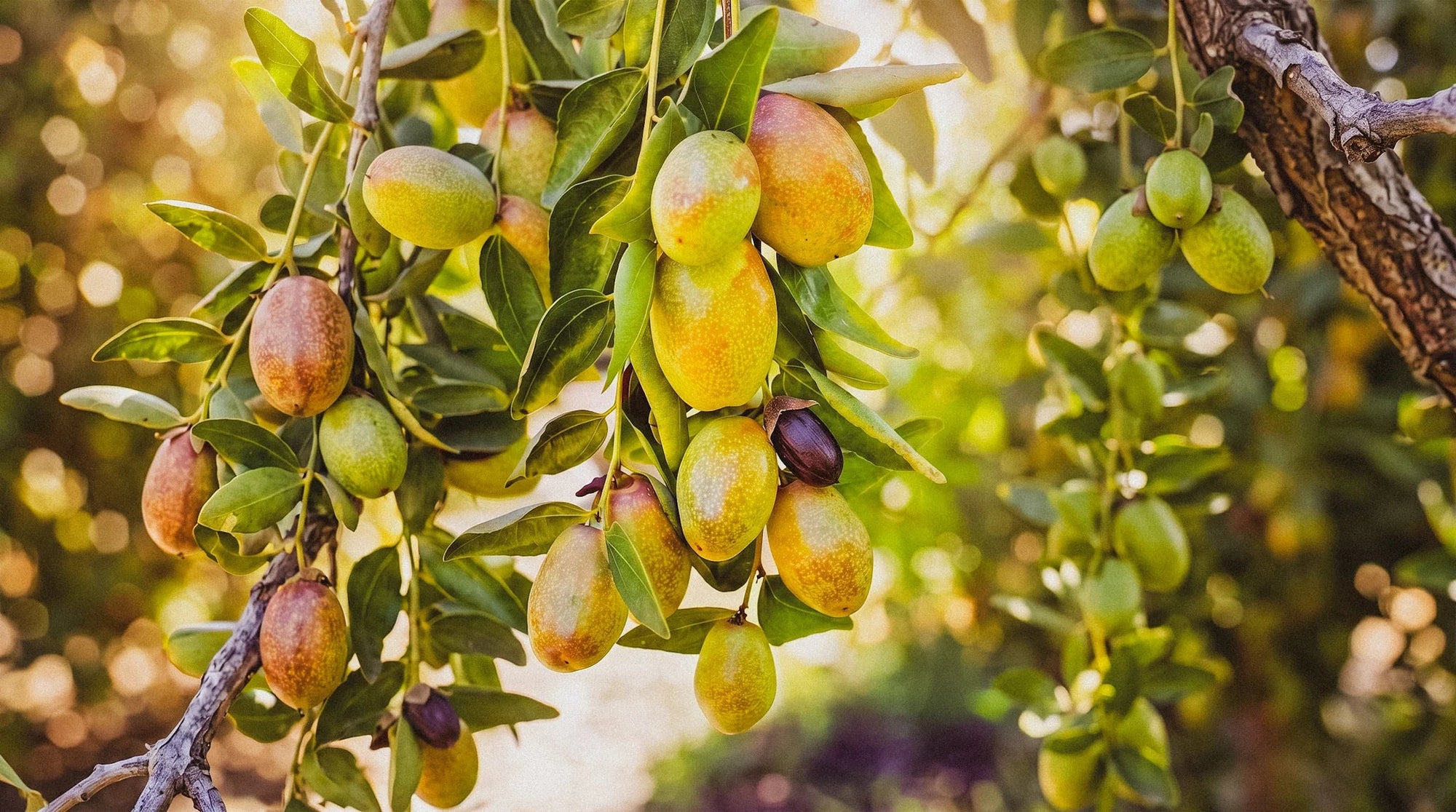 Jojoba seeds hanging on a tree in the dessert